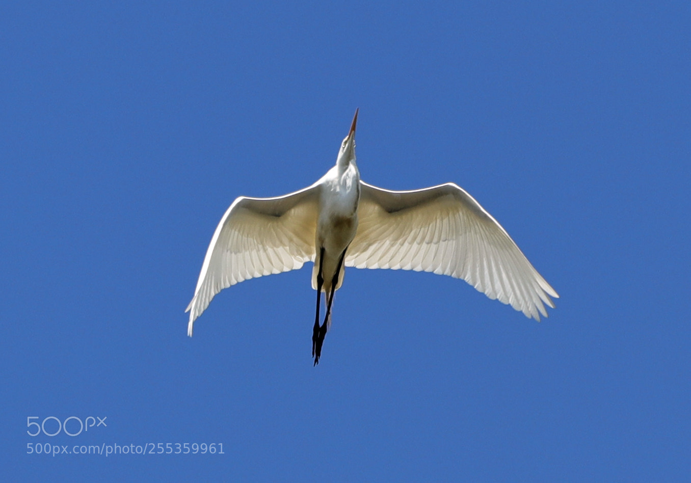 Canon EOS-1D X Mark II sample photo. 04-26-18-0014849.jpg photography