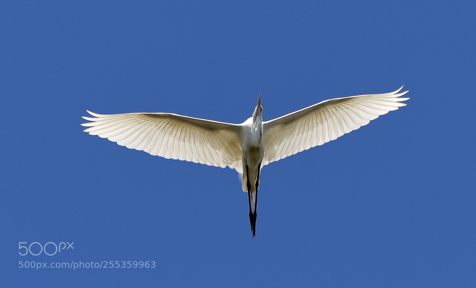 Canon EOS-1D X Mark II sample photo. 04-26-18-0014848.jpg photography