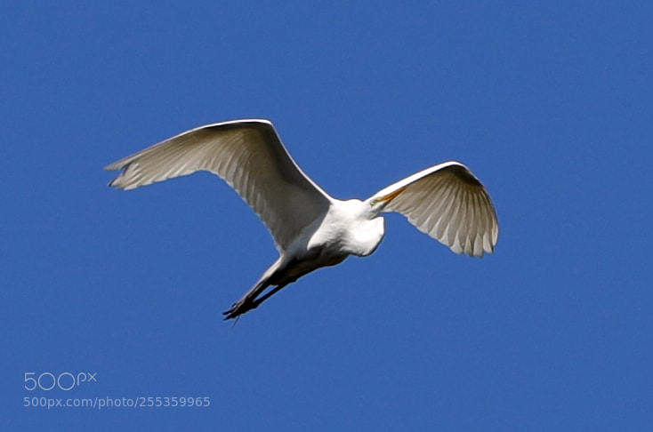 Canon EOS-1D X Mark II sample photo. 04-26-18-0014847.jpg photography