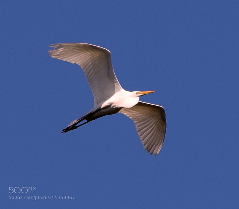 Canon EOS-1D X Mark II sample photo. 04-26-18-0014846.jpg photography