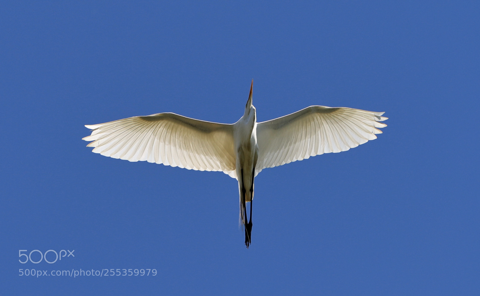 Canon EOS-1D X Mark II sample photo. 04-26-18-0014843.jpg photography