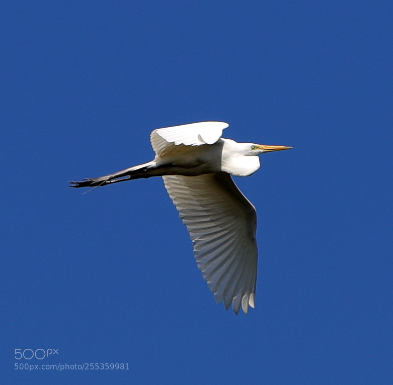 Canon EOS-1D X Mark II sample photo. 04-26-18-0014844.jpg photography