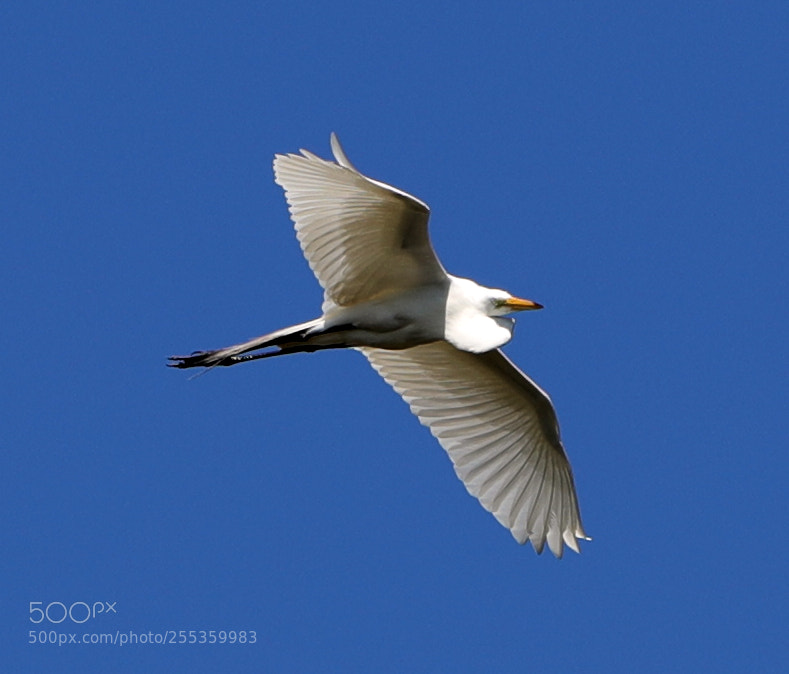 Canon EOS-1D X Mark II sample photo. 04-26-18-0014845.jpg photography