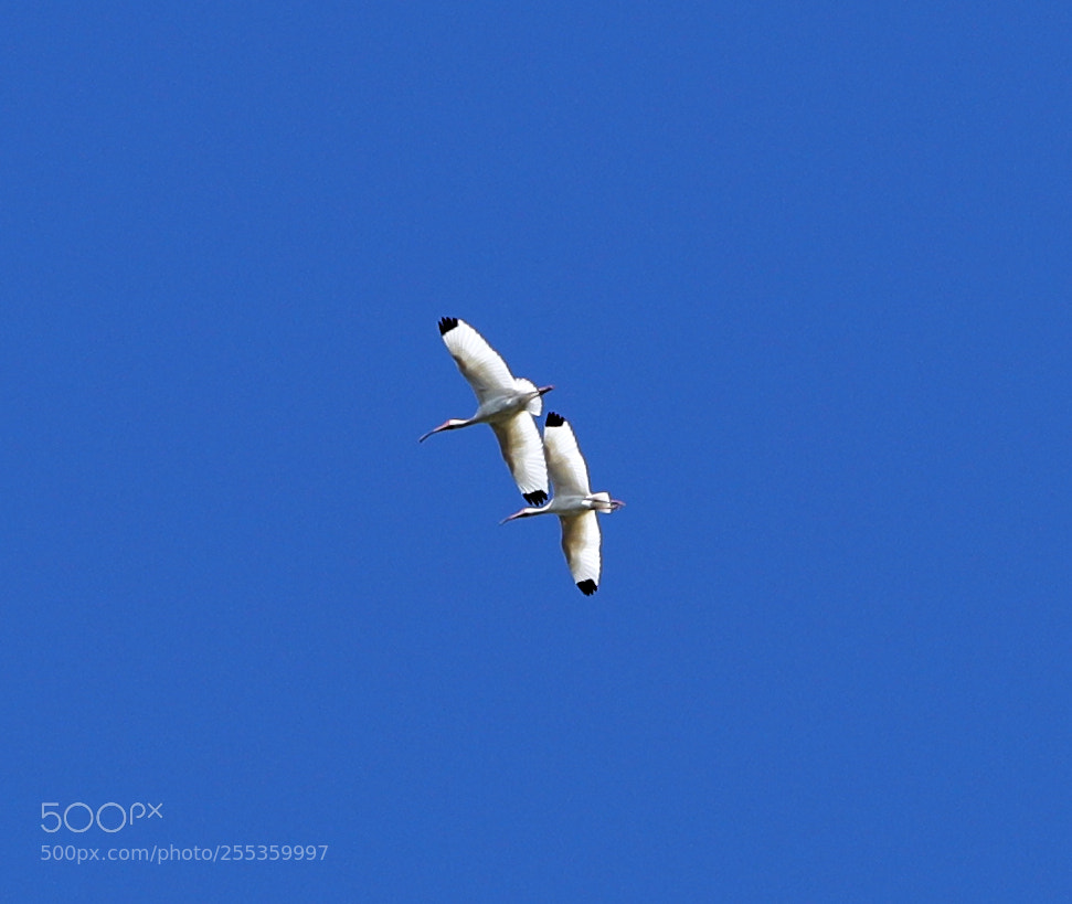 Canon EOS-1D X Mark II sample photo. 04-26-18-0014840.jpg photography