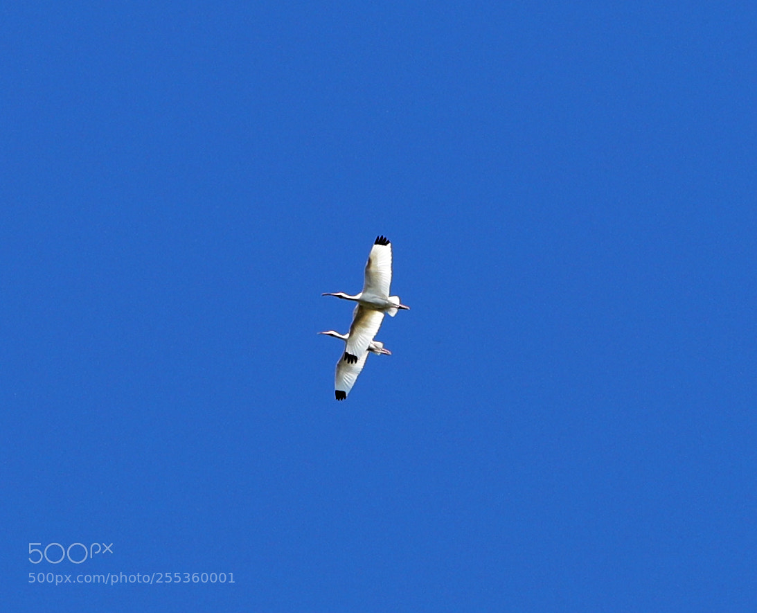 Canon EOS-1D X Mark II sample photo. 04-26-18-0014841.jpg photography