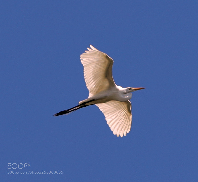 Canon EOS-1D X Mark II sample photo. 04-26-18-0014842.jpg photography