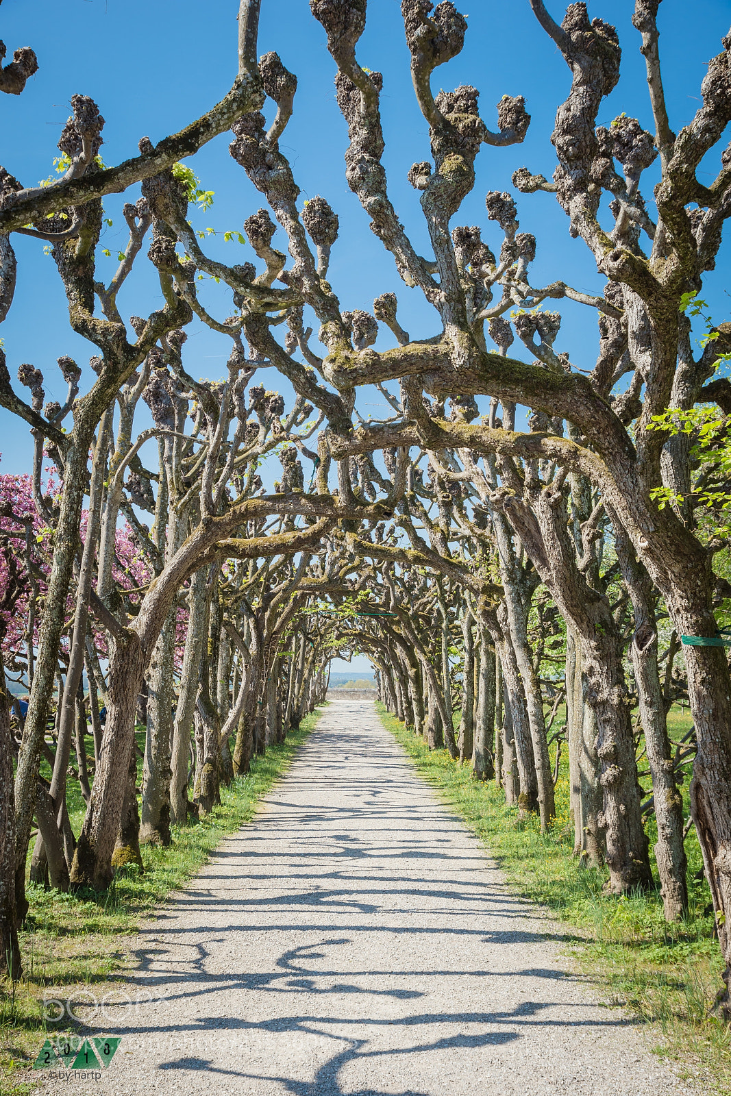 Nikon D7200 sample photo. Der weg photography