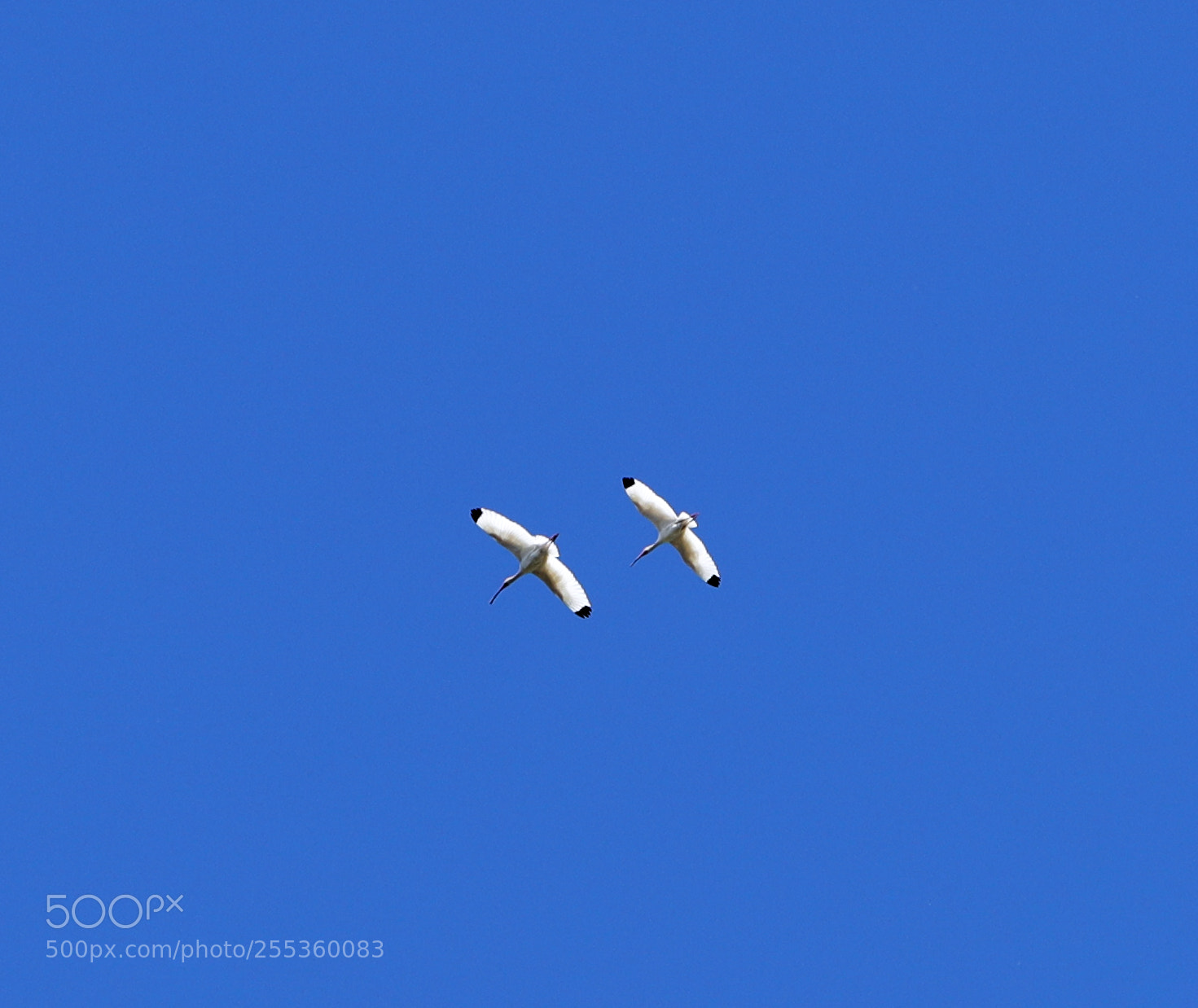 Canon EOS-1D X Mark II sample photo. 04-26-18-0014839.jpg photography