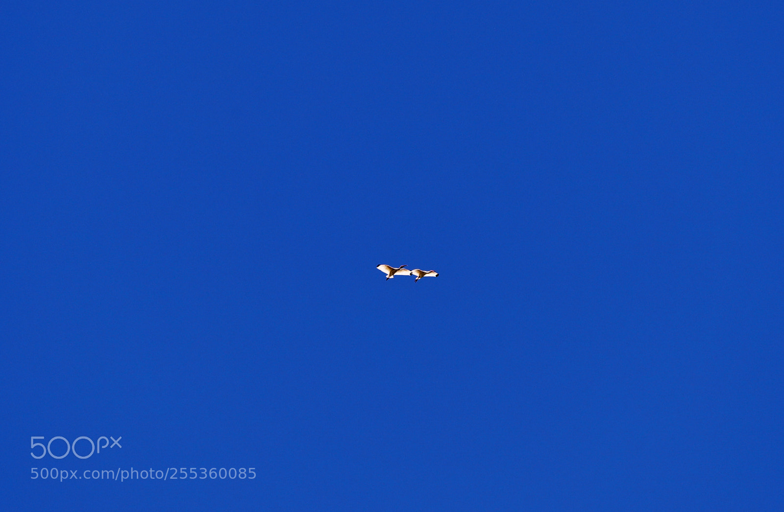 Canon EOS-1D X Mark II sample photo. 04-26-18-0014837.jpg photography