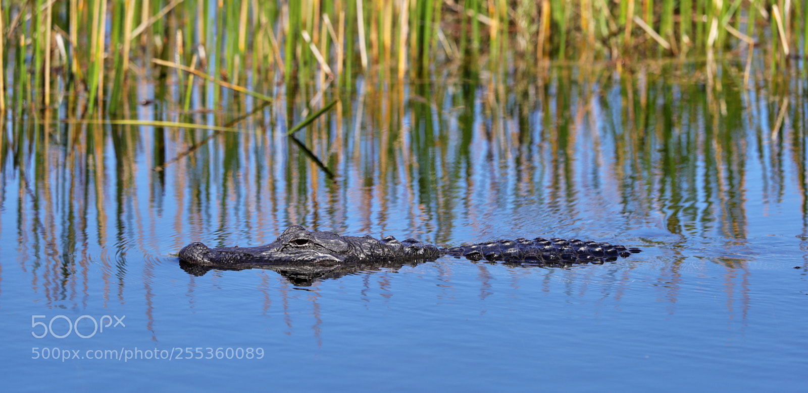 Canon EOS-1D X Mark II sample photo. 04-26-18-0014835.jpg photography