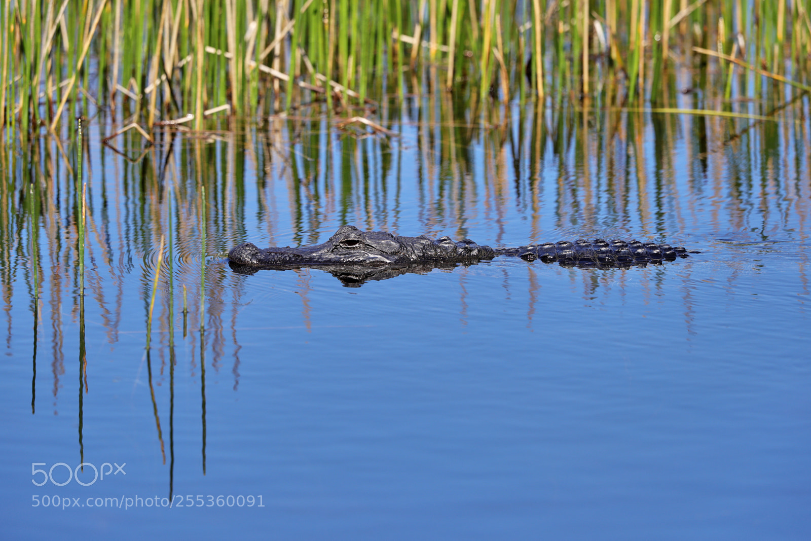Canon EOS-1D X Mark II sample photo. 04-26-18-0014834.jpg photography