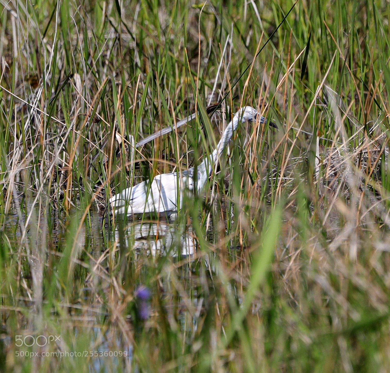 Canon EOS-1D X Mark II sample photo. 04-26-18-0014830.jpg photography