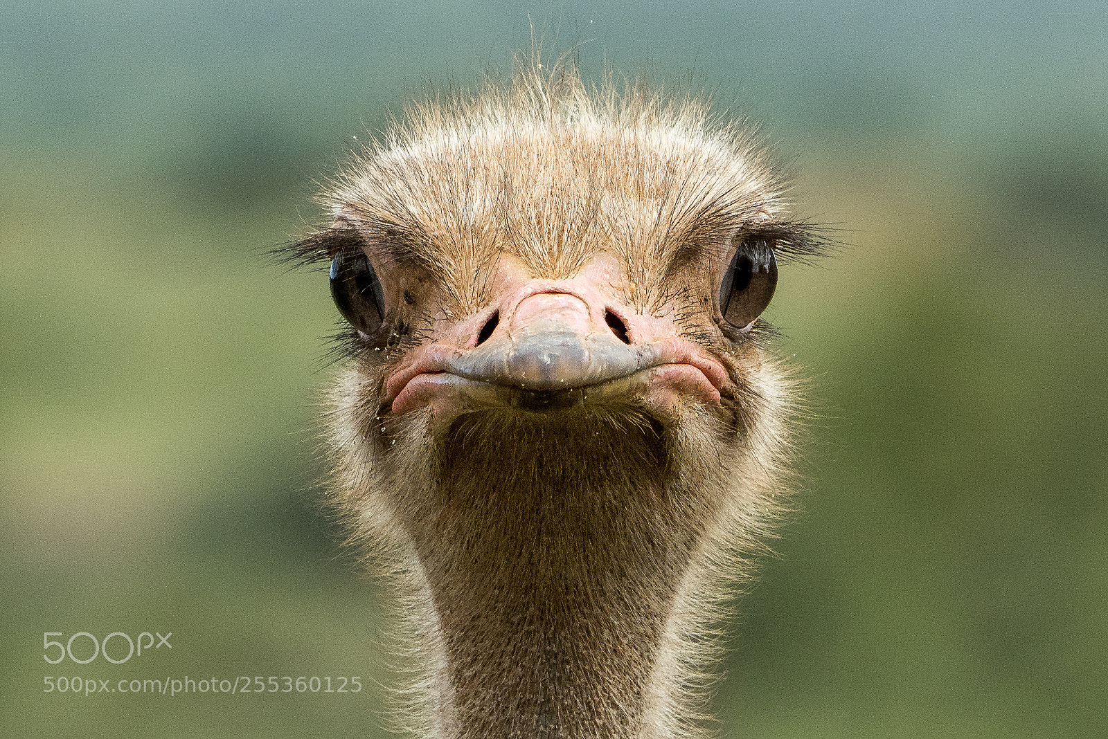 Nikon D810 sample photo. I´m watching you photography