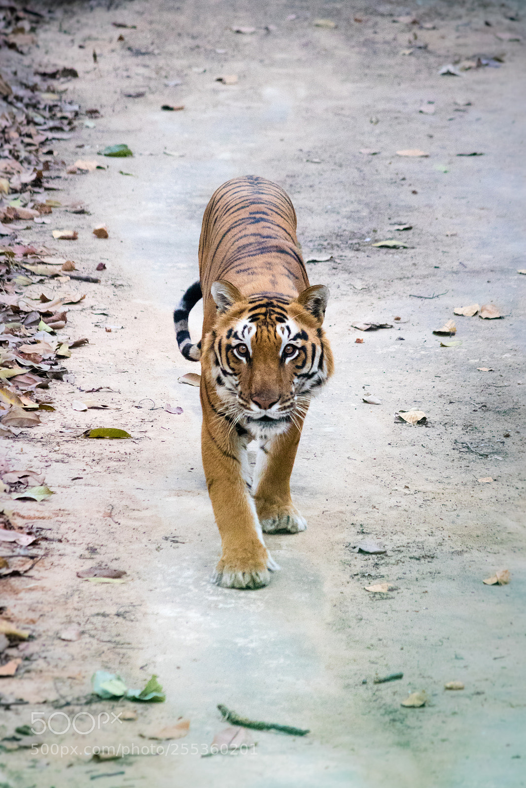 Canon EOS 750D (EOS Rebel T6i / EOS Kiss X8i) sample photo. Bengal tiger photography