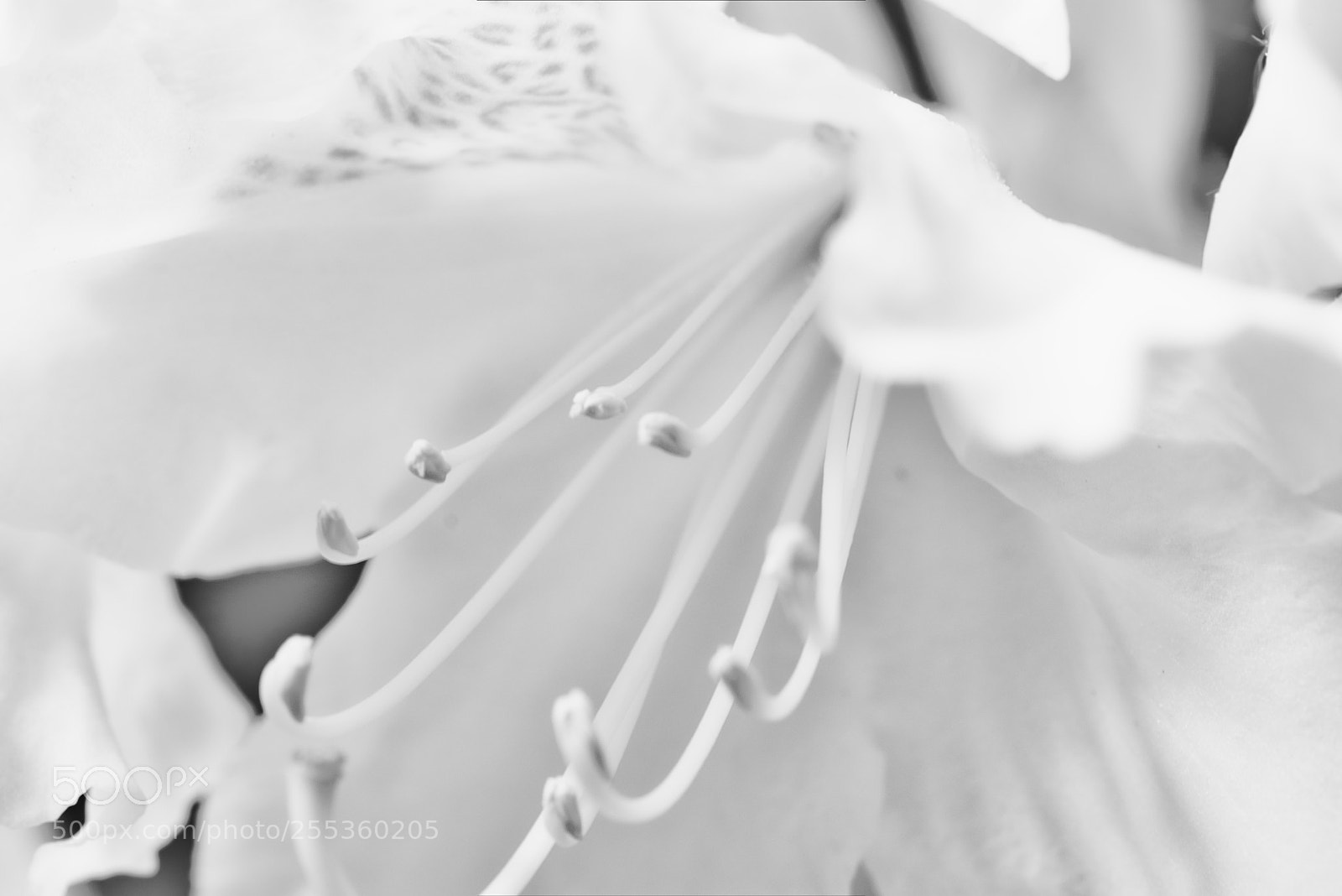 Canon EOS 80D sample photo. White soft anchor photography
