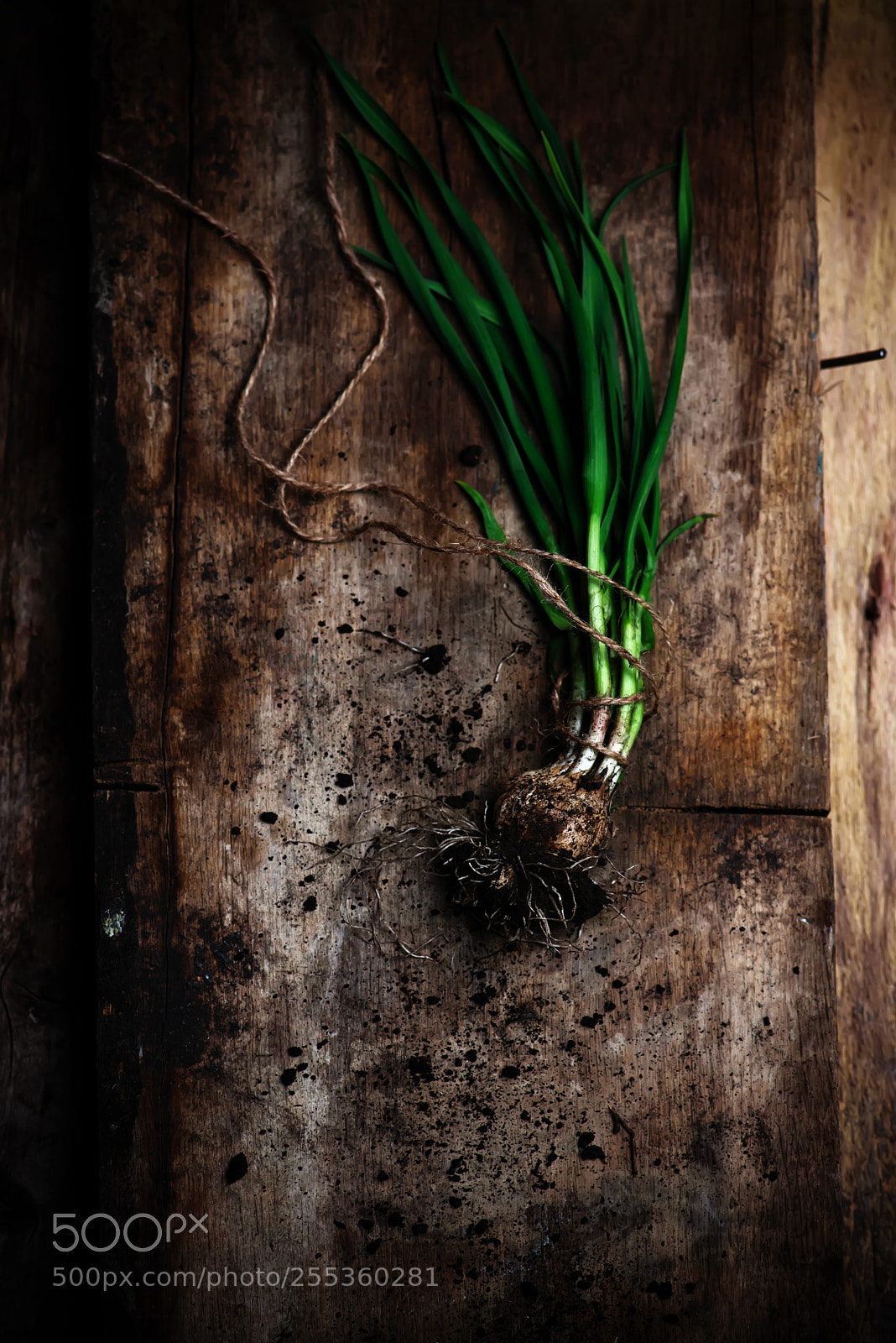 Nikon D610 sample photo. Fresh green garlic on photography