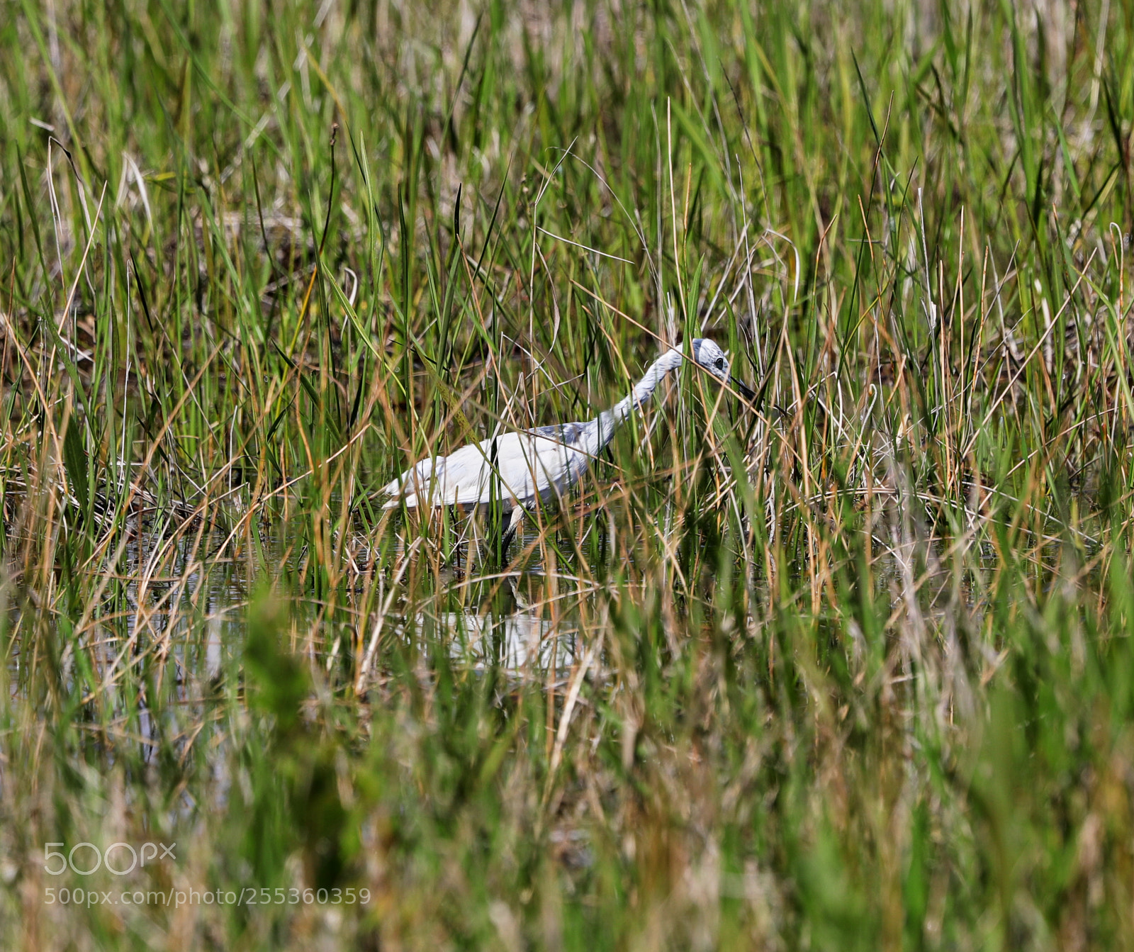 Canon EOS-1D X Mark II sample photo. 04-26-18-0014826.jpg photography