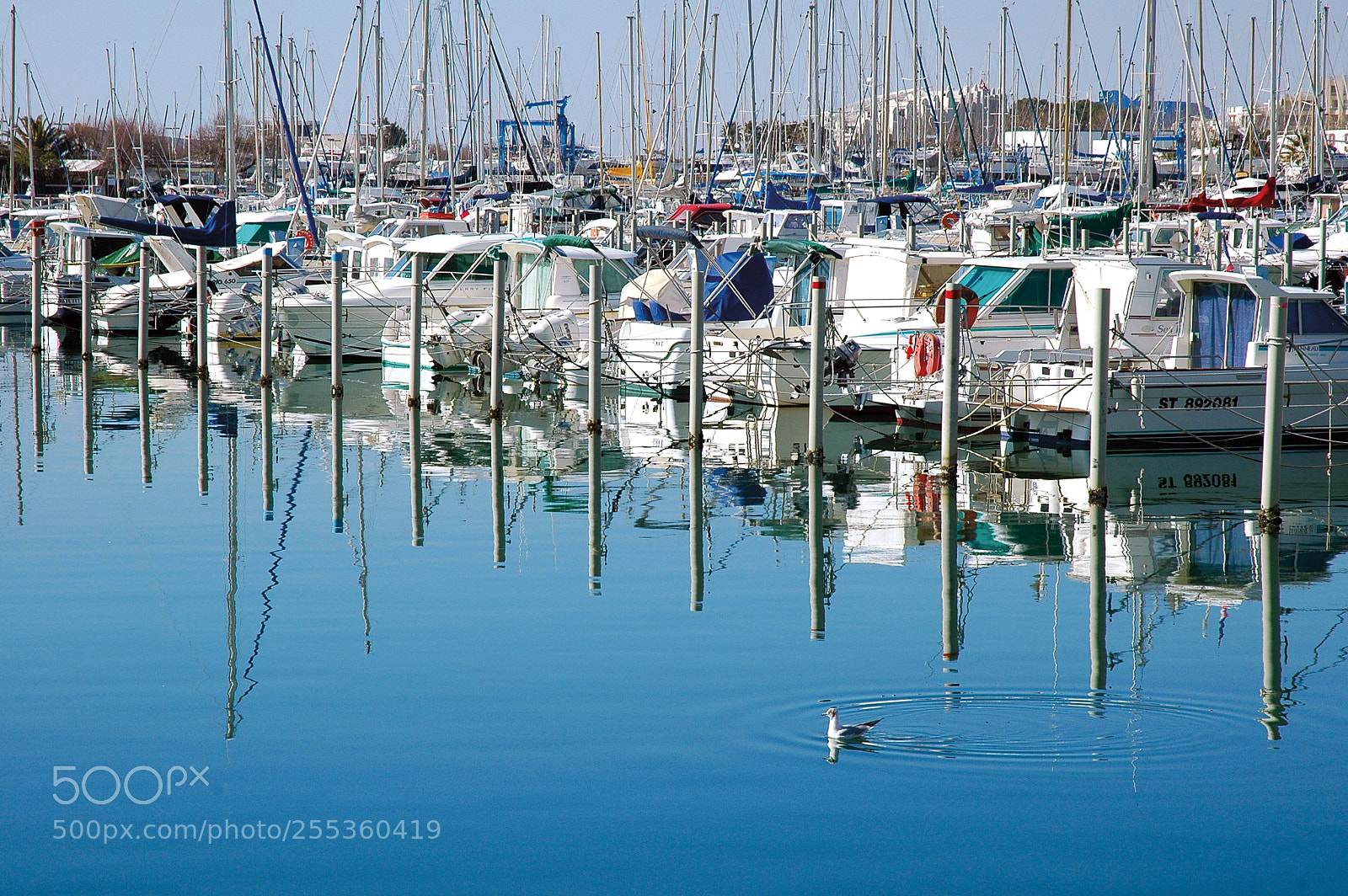 Nikon D70s sample photo. Mouette _ la grande-motte photography