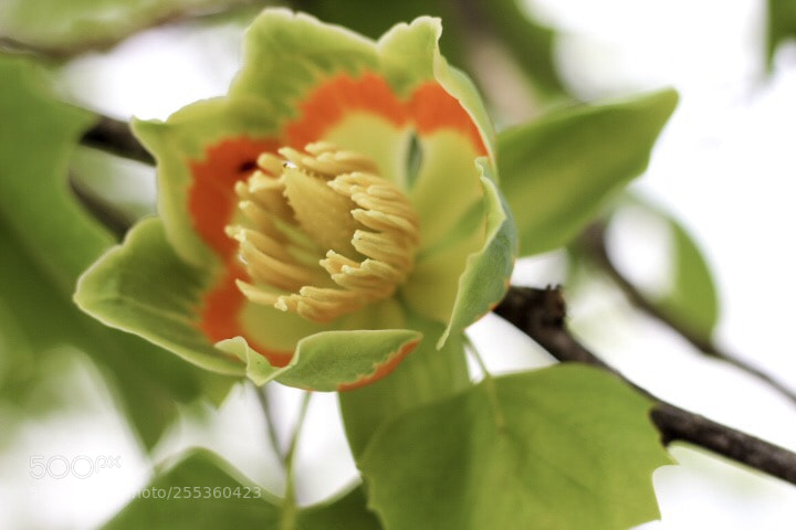 Canon EOS 600D (Rebel EOS T3i / EOS Kiss X5) sample photo. Beauty everywhere photography