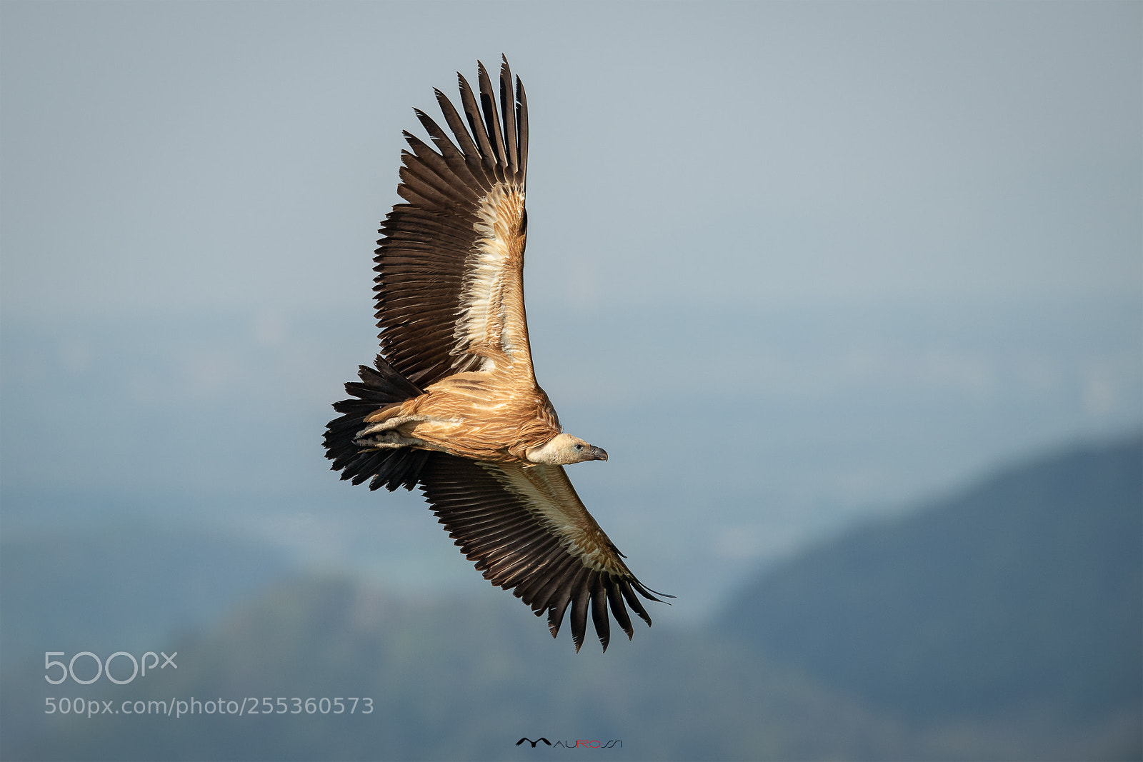 Nikon D5 sample photo. Gyps fulvus - grifone photography