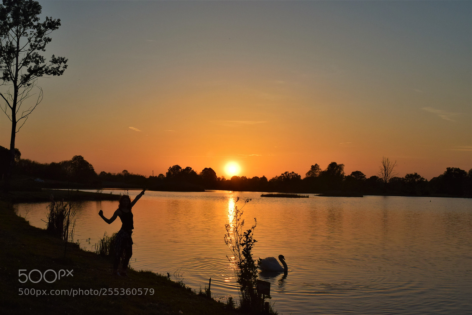 Nikon D3300 sample photo. Girl and swan photography