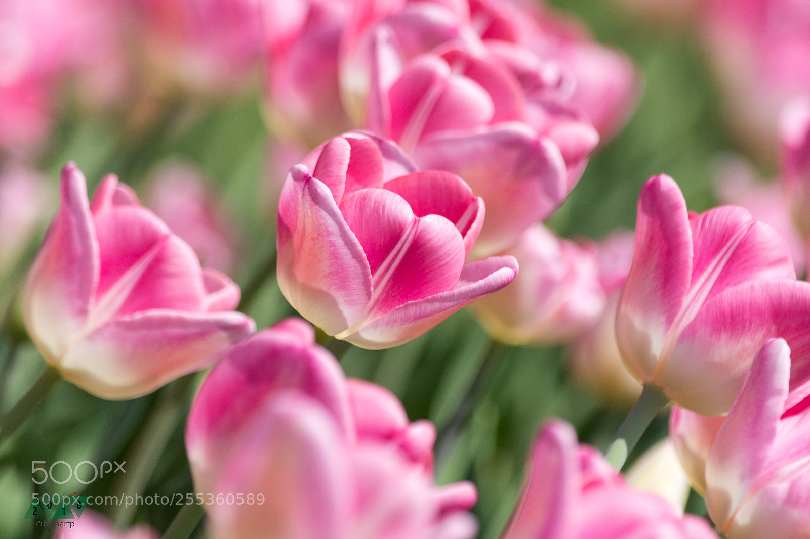 Nikon D7200 sample photo. Klein und fein photography