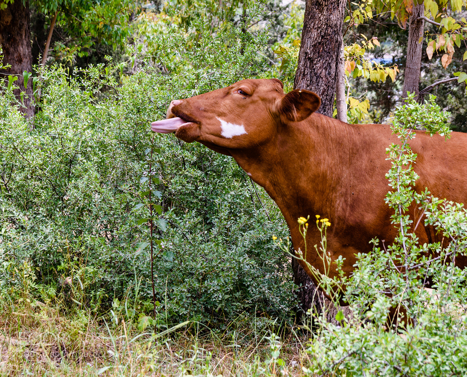 Nikon D7200 sample photo. Tasty trees and grass photography