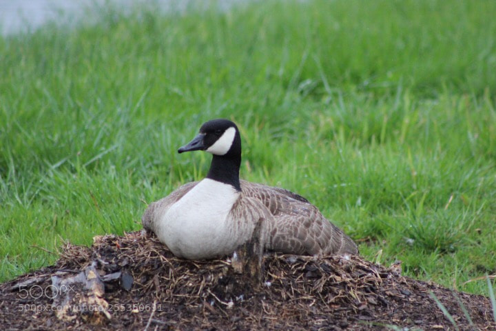 Canon EOS 600D (Rebel EOS T3i / EOS Kiss X5) sample photo. Nesting photography