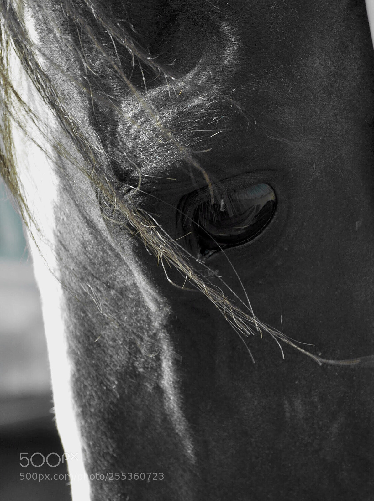 Nikon D90 sample photo. Soulful eye photography