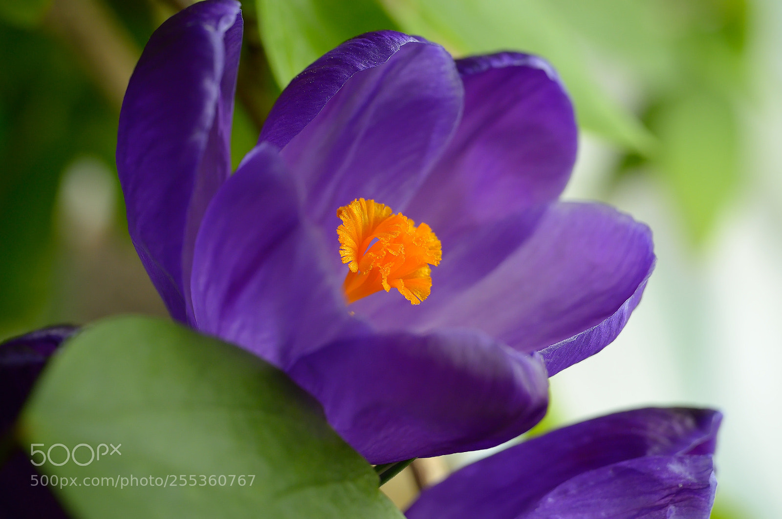 Nikon D5100 sample photo. Crocus photography