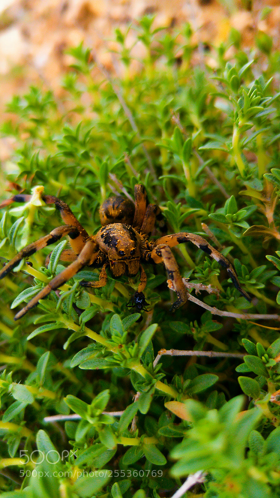 LG G4 sample photo. Hunting ant? photography