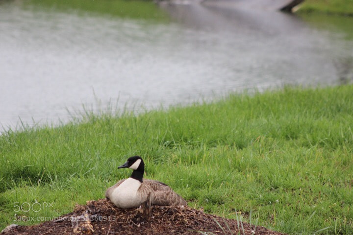 Canon EOS 600D (Rebel EOS T3i / EOS Kiss X5) sample photo. Nesting (2) photography