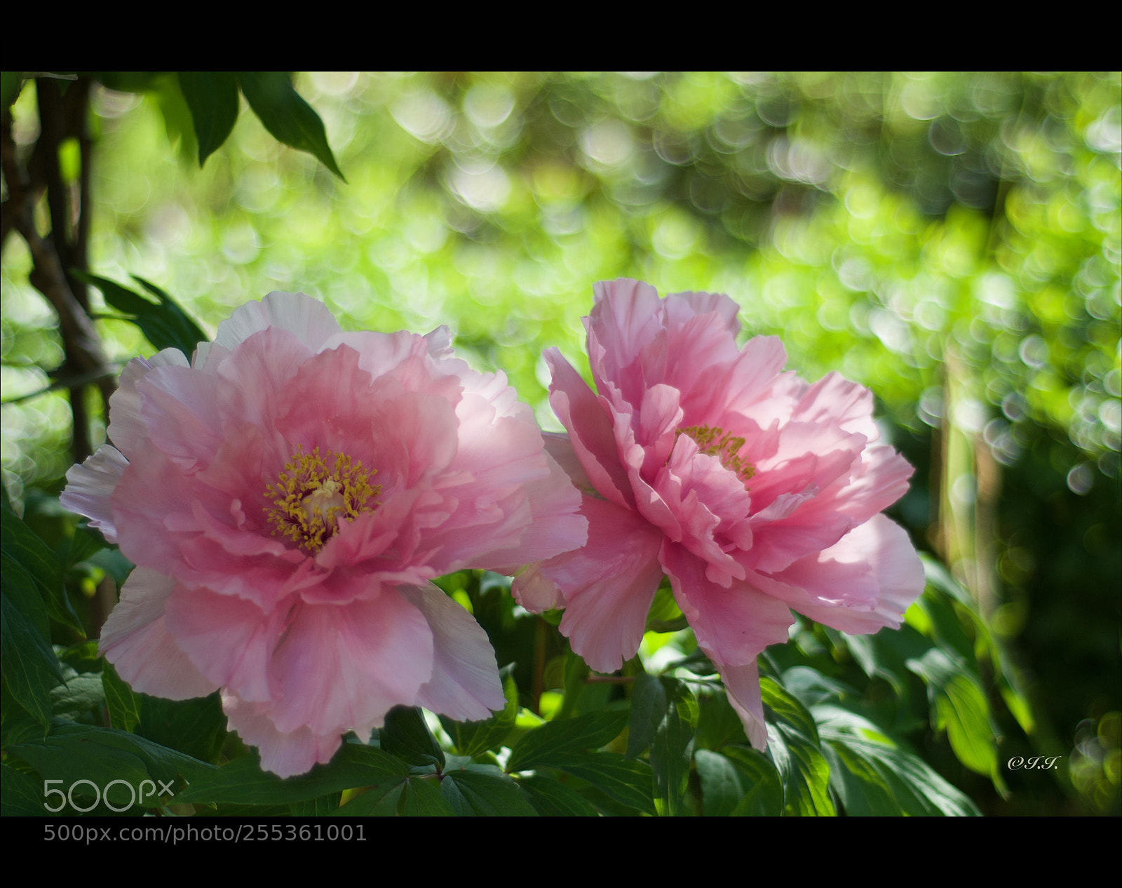 Nikon D90 sample photo. Storia di un'anima photography