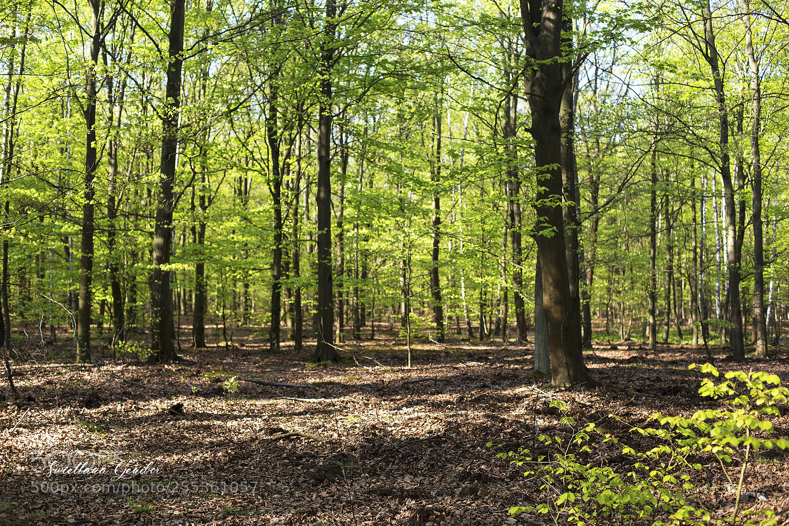 Canon EOS 6D sample photo. Green photography