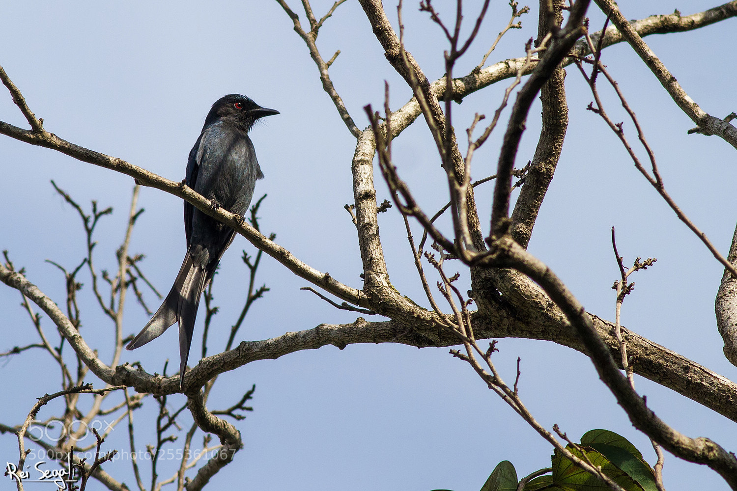Canon EOS 7D sample photo. Ashy drongo photography