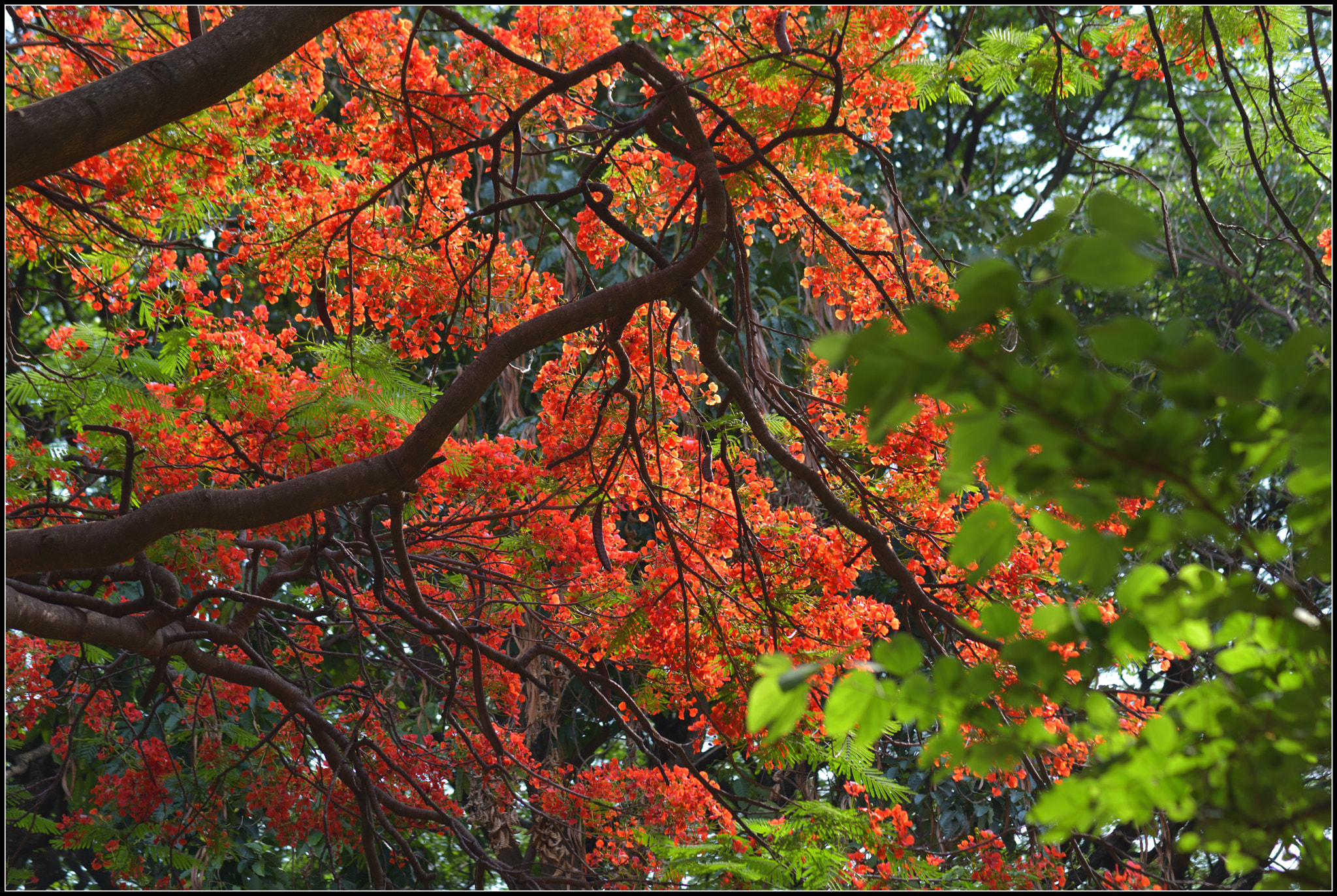 Nikon AF-S Nikkor 85mm F1.8G sample photo. Spring colors photography