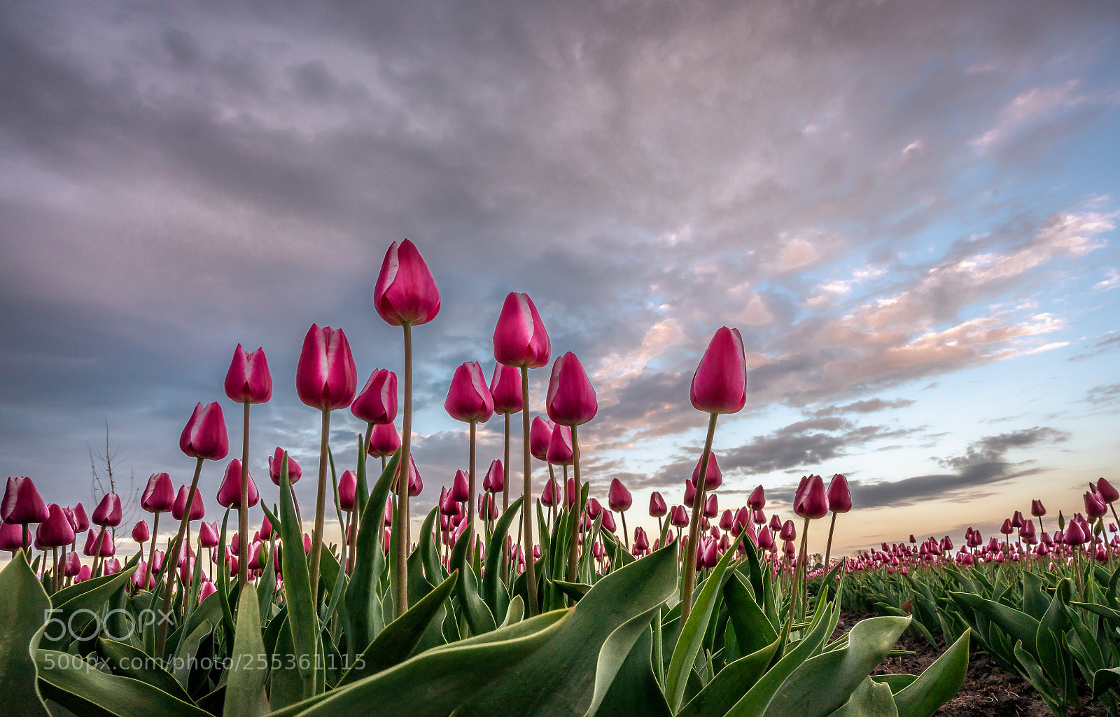 Sony a7 II sample photo. Dutch tulips photography