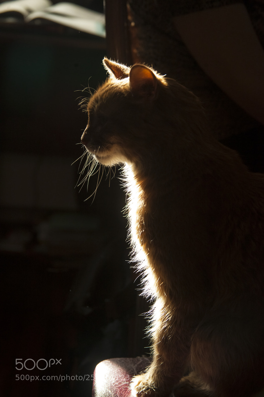 Canon EOS 5D Mark II sample photo. Степа photography