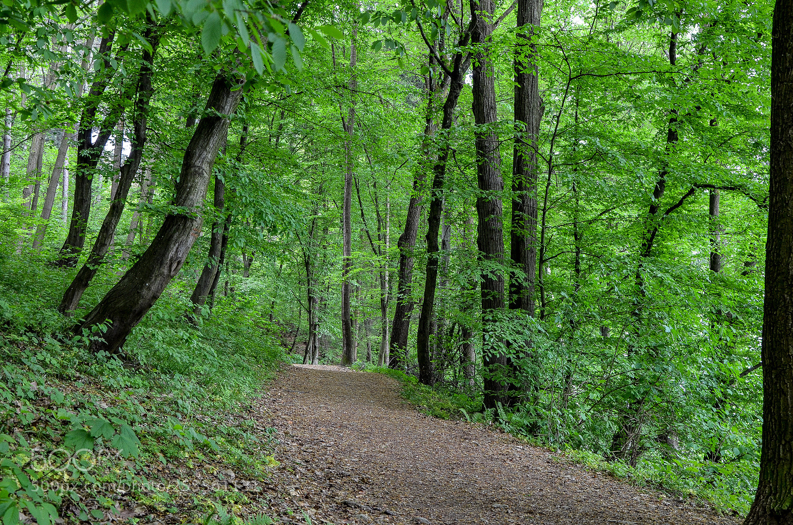 Nikon D5100 sample photo. Green photography