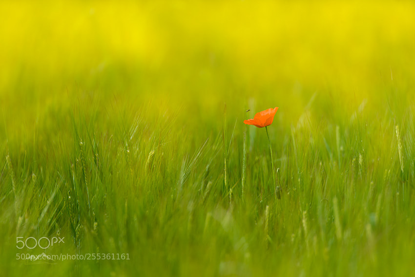 Nikon D800 sample photo. Fragility photography