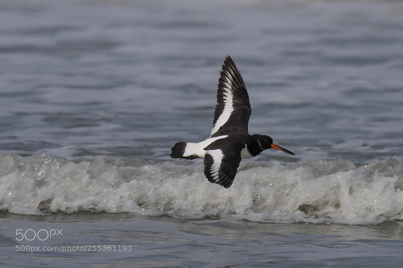 Olympus OM-D E-M1 sample photo. Oystercatcher in flight. photography