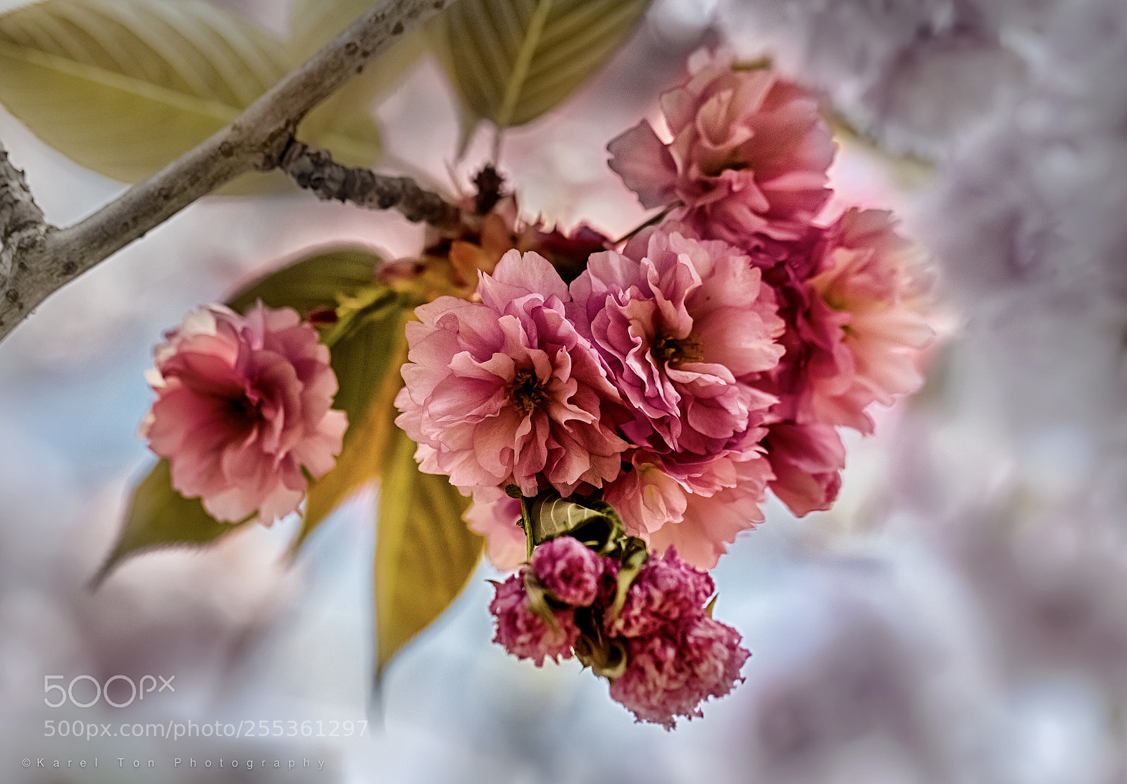 Canon EOS 6D sample photo. Blossom, zoetermeer, holland photography