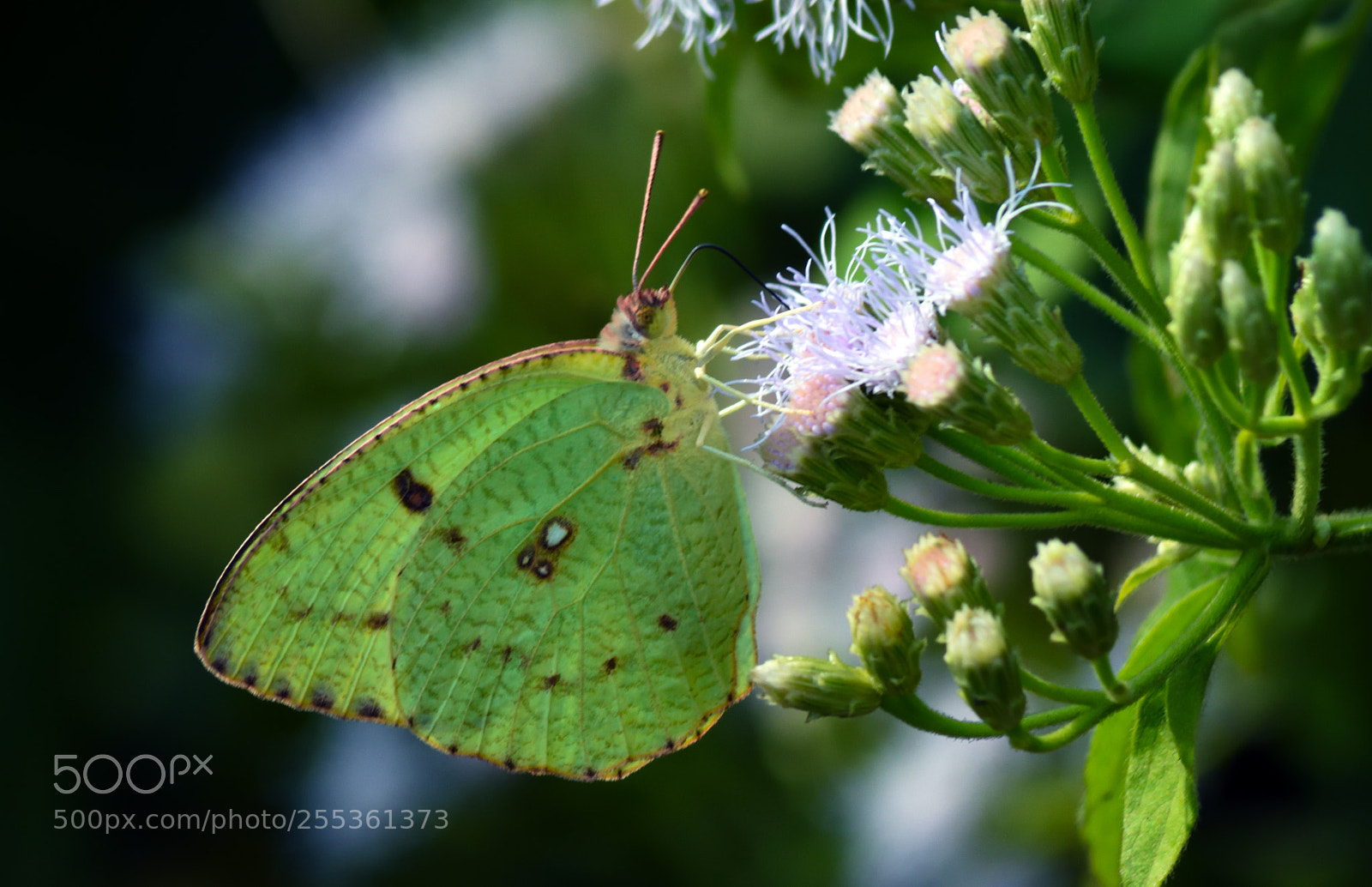 Nikon D7200 sample photo. Mottled emigrant (female) photography