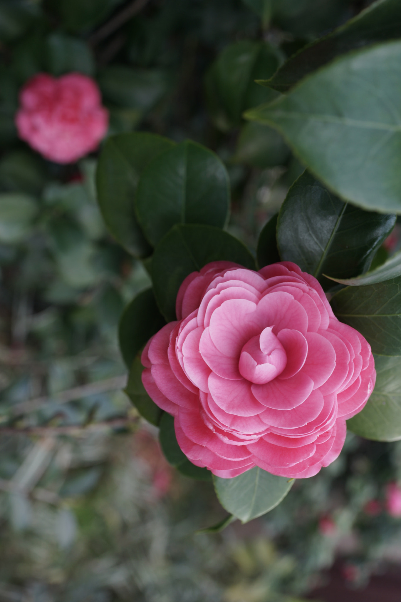 Sony Cyber-shot DSC-RX1 sample photo. Camellia photography