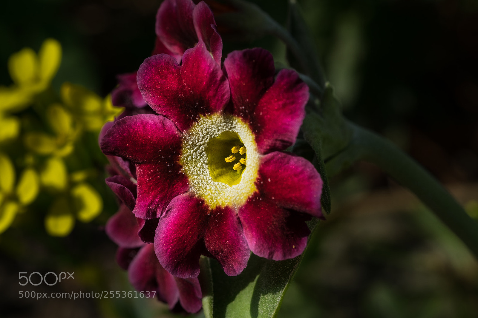 Fujifilm X-T1 sample photo. Alpenaurikel (primula auricula) photography