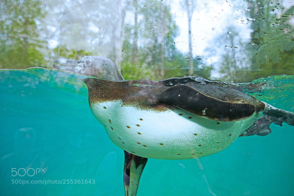 Canon EOS 5D Mark IV sample photo. Le manchot humboldt. the photography