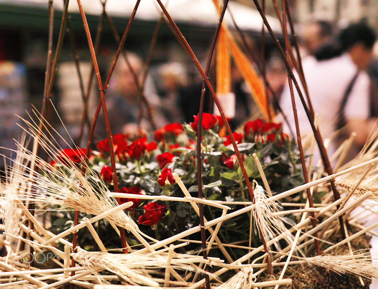 Hasselblad CF-39 sample photo. Sant jordi celebration photography