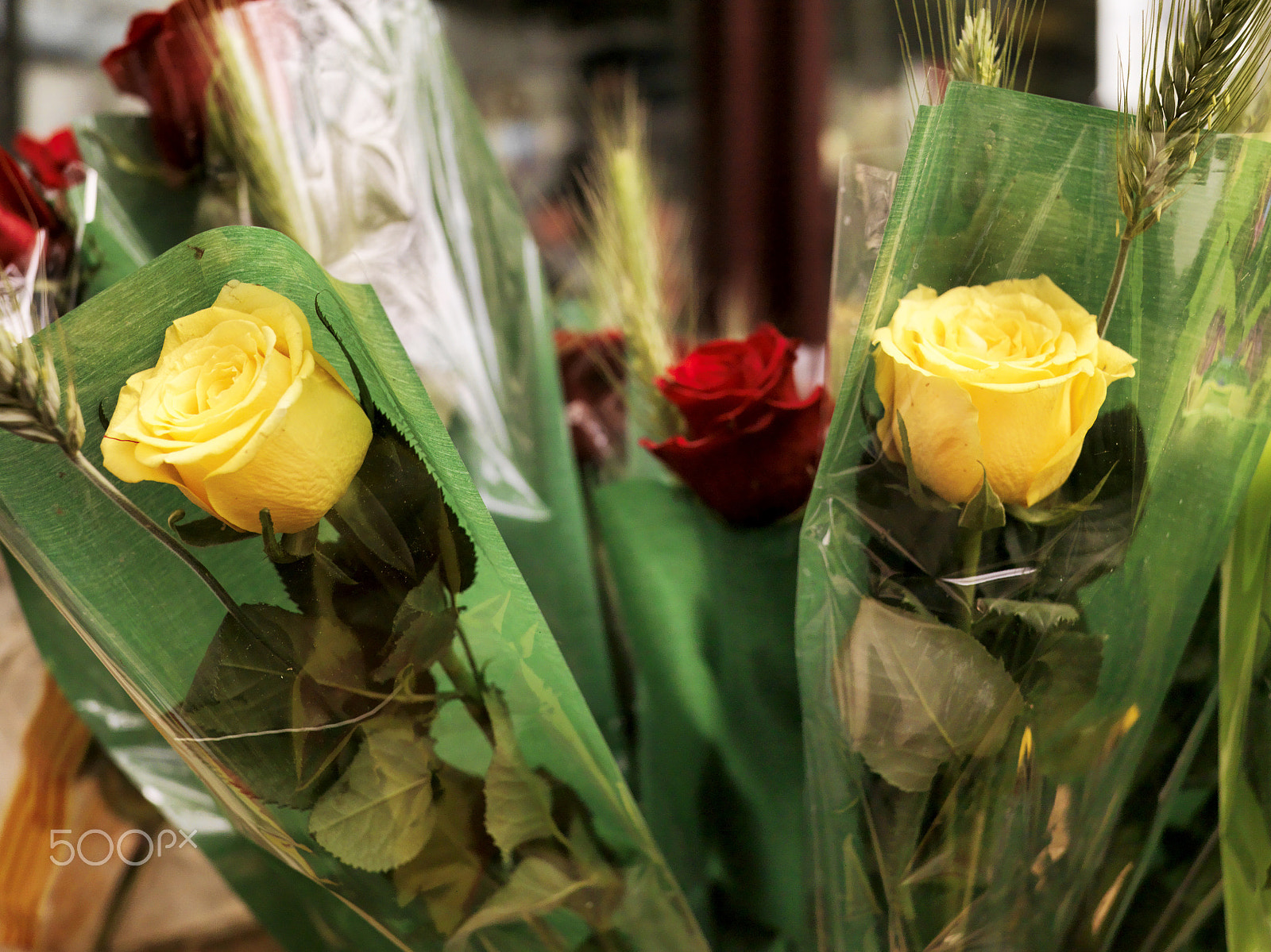 Hasselblad CF-39 sample photo. Sant jordi celebration photography