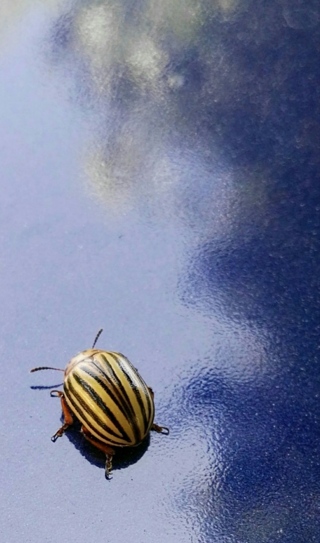 HUAWEI GX8 sample photo. Beetle and blue. photography