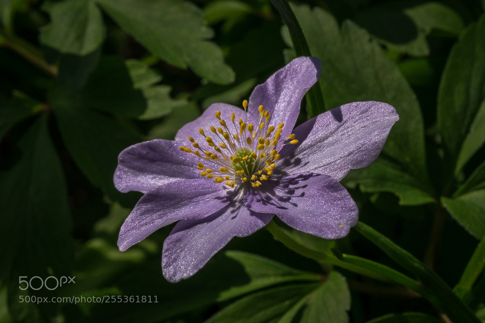 Fujifilm X-T1 sample photo. Buschwindr schen anemone nemorosa photography